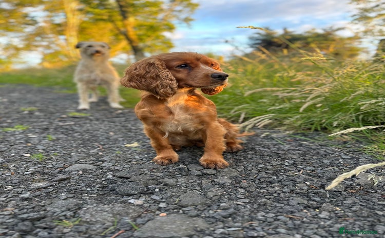 Cockerdor dogs Cockerdor puppies - Advert 1