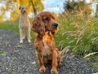 Cockerdor dogs for sale: Cockerdor puppies - Advert 1