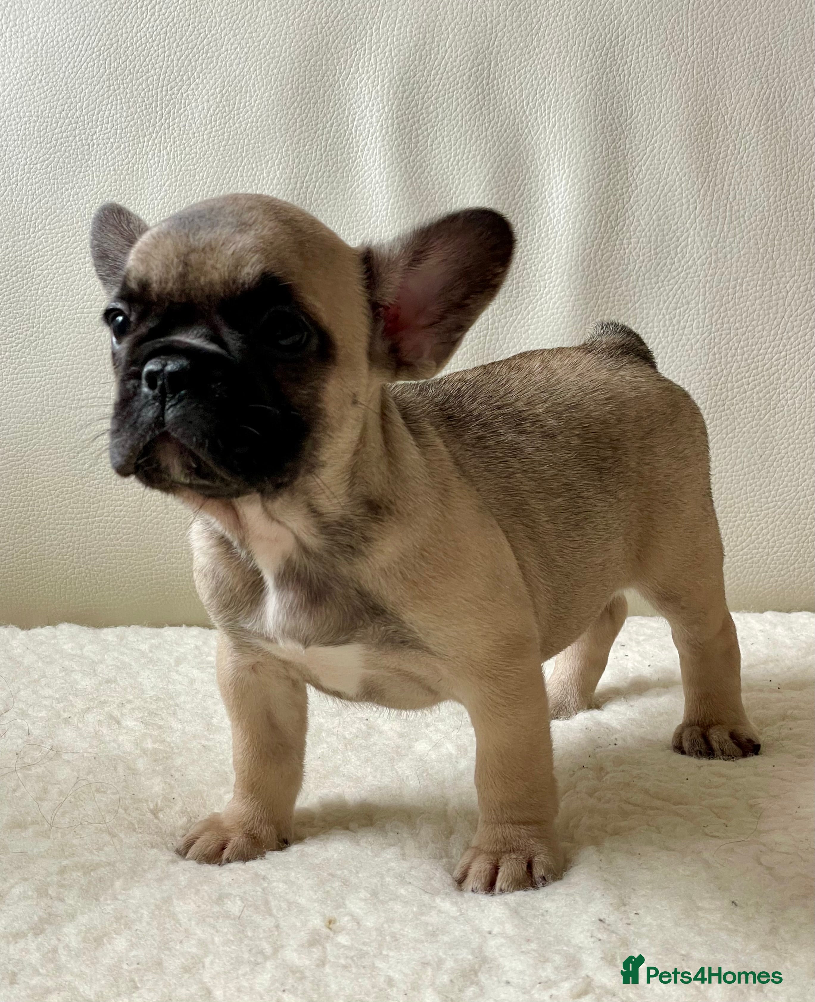 French Bulldog dogs Beautiful French Bulldog puppies! - Advert 2