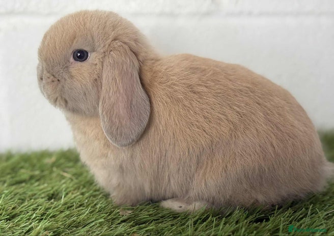 Mini Lop rabbits Stunning Mini Lop babies - Advert 2