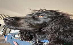 Sprocker dogs for sale: SPROCKER PUPPIES FOR SALE - Image 11