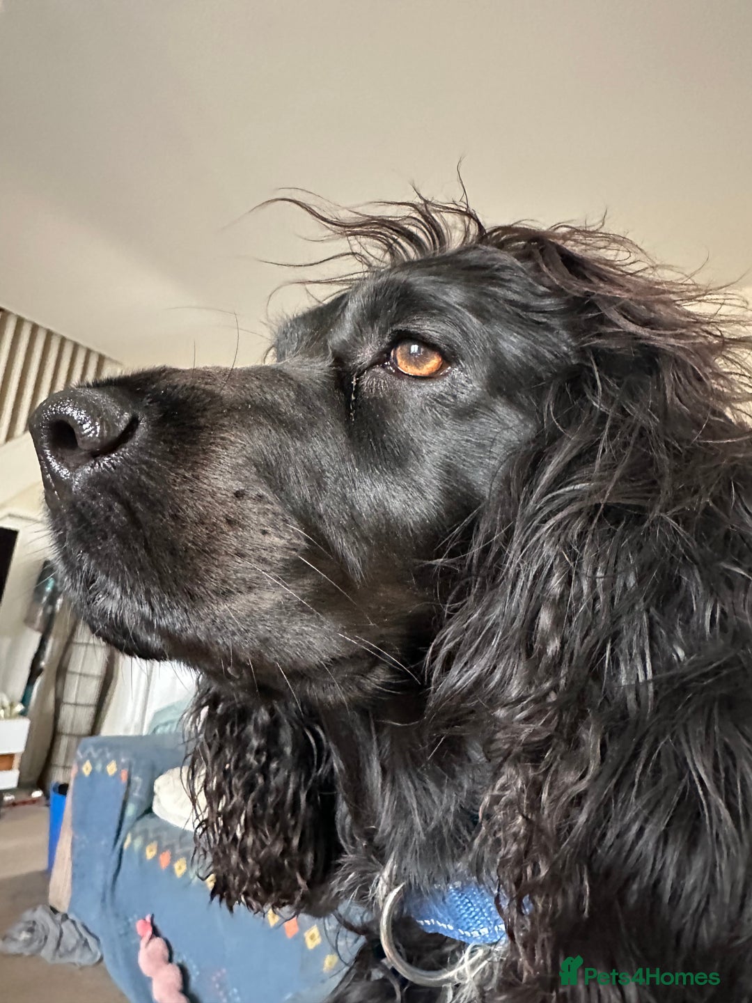 Sprocker dogs for sale: SPROCKER PUPPIES FOR SALE - Image 11