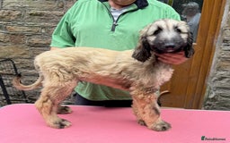 Afghan Hound dogs for sale: Afghan Hound Litter  - Image 13