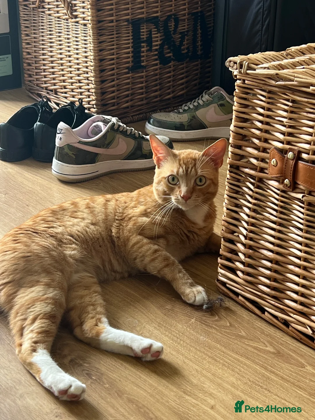 British Shorthair cats for stud: Ginger Stud Male Cat🦁 in Barking - Advert 1