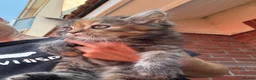 Mixed Breed cats for sale: Beautiful maine coon cross persian kittens  - Advert 4