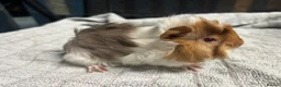 Guinea Pig rodents for sale: beautiful friendly guinea pigs to reserve  - Advert 3