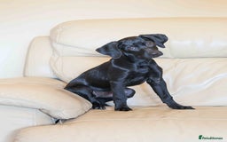 Mixed Breed dogs for adoption: Lively Little Bean - Image 6