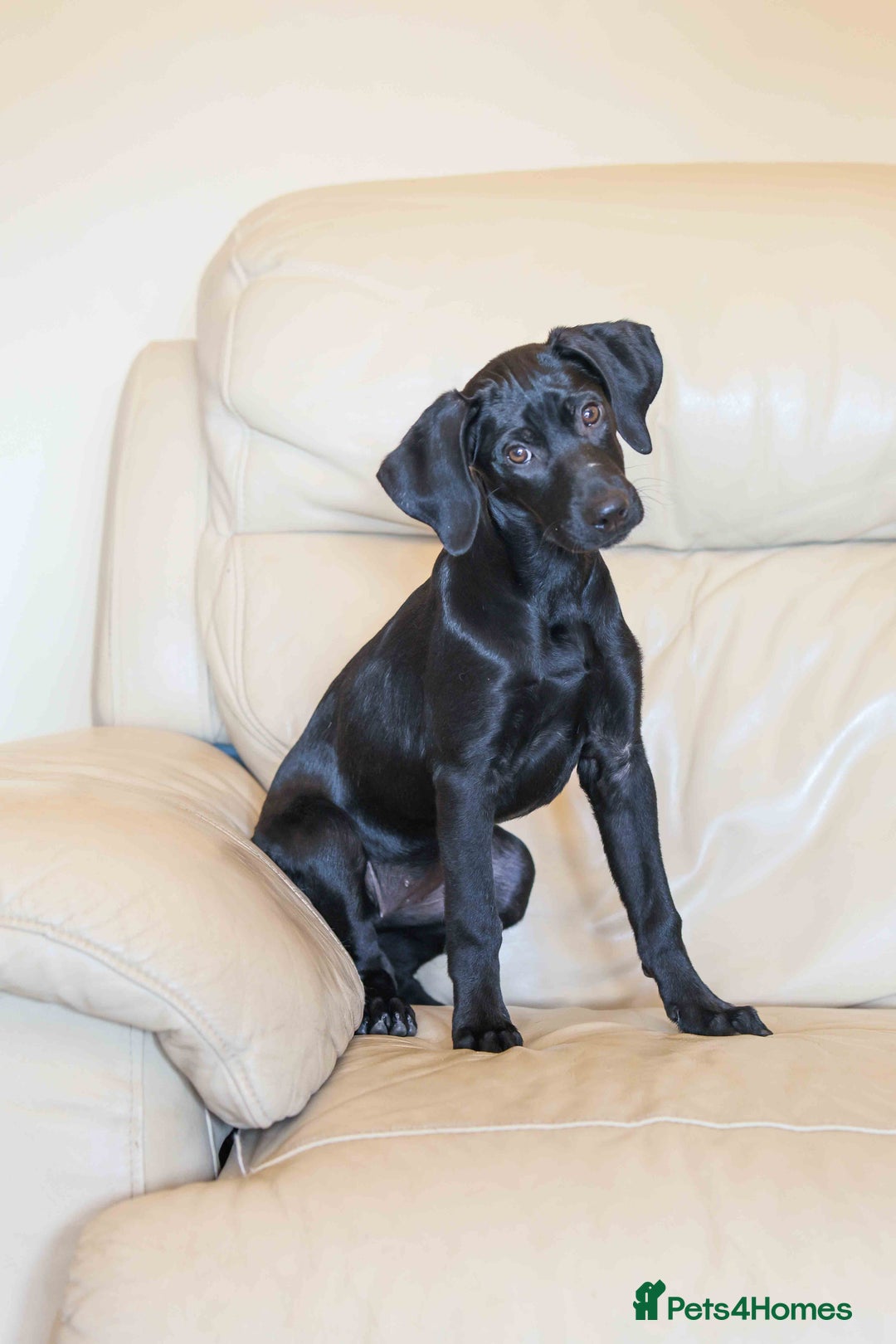 Mixed Breed dogs for adoption: Lively Little Bean - Image 6