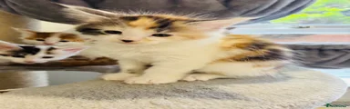 Maine Coon Kitten 5