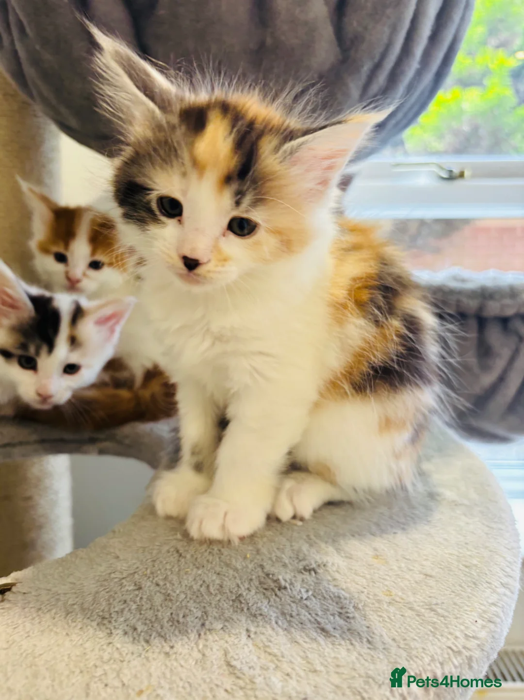 Maine Coon cats for sale: READY TO GO! Maine coon kittens  - Advert 33