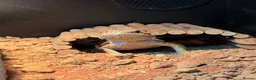 Bearded Dragon reptiles for sale: 9 month old Bearded Dragon + Full setup in Corby - Advert 3