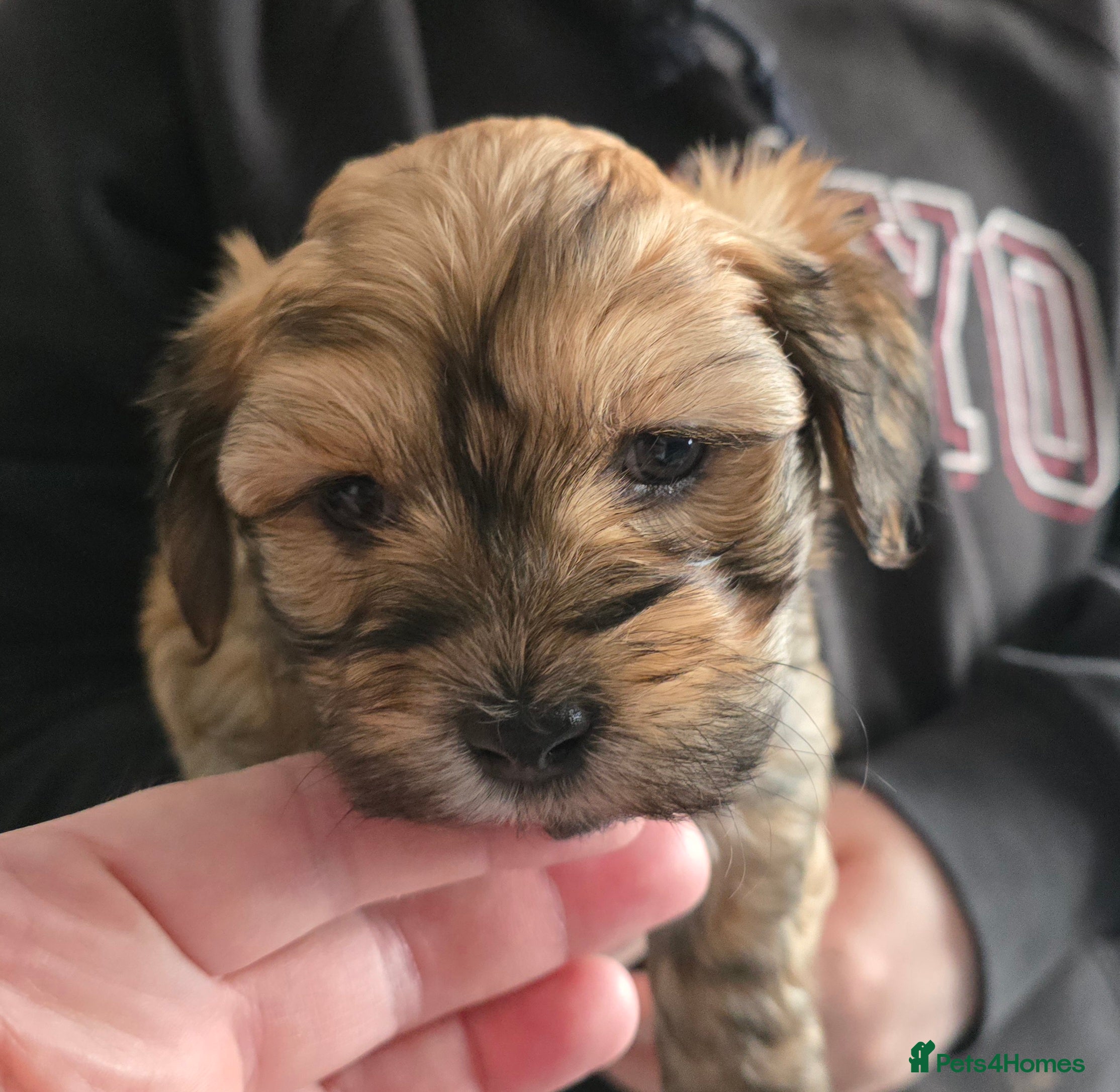 Havanese dogs KC Reg'd Havanese from Health Tested parents - Advert 1