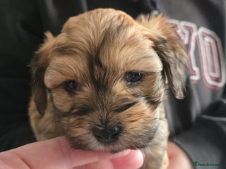 Havanese dogs KC Reg'd Havanese from Health Tested parents - Advert 14