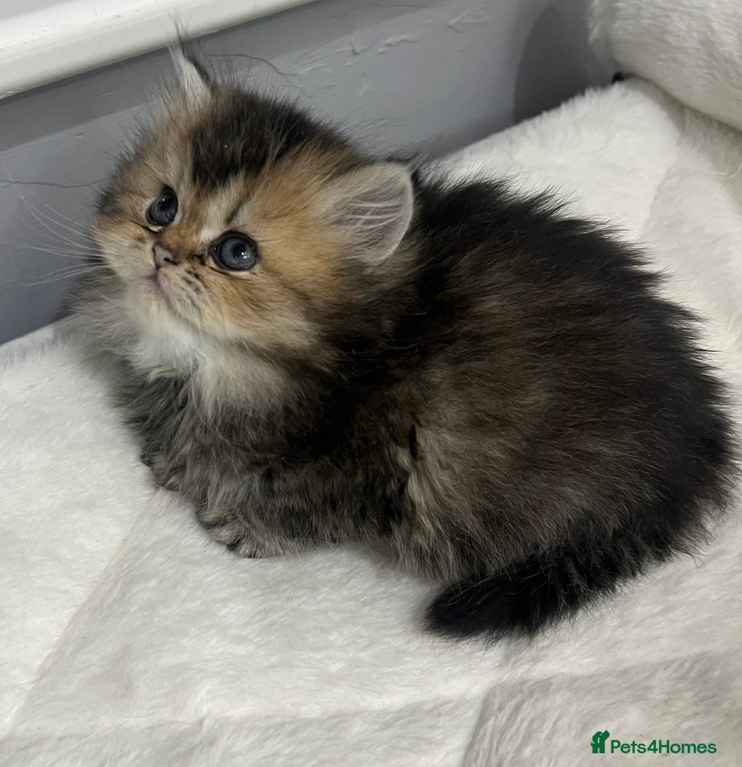 Scottish Fold cats for sale: Pure breed Pedigree SF kittens  - Advert 18