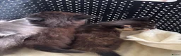 Mixed Breed cats for sale: 4 beautiful part ragdoll kittens  - Advert 19