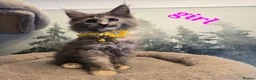 Maine Coon cats for sale: Amazing pure bread Maine Coons kittens  - Advert 21