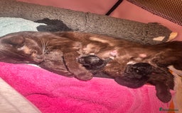 Domestic Shorthair cats for sale: Tuxedo Kittens For Sale  - Image 2