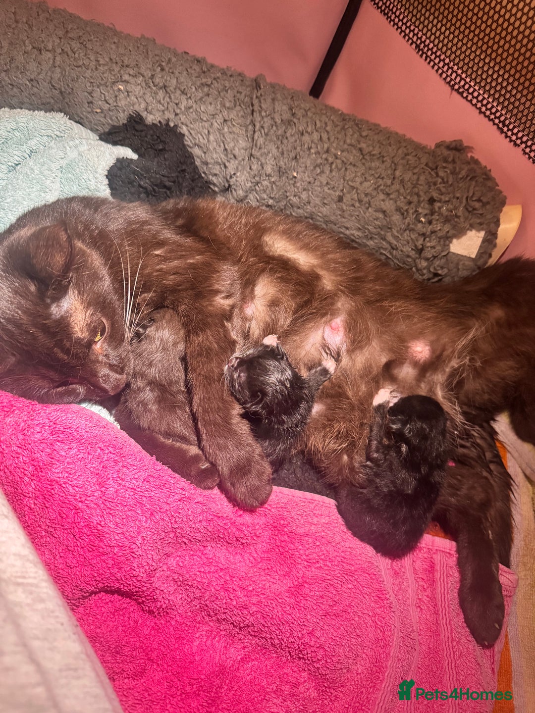 Domestic Shorthair cats for sale: Tuxedo Kittens For Sale  - Image 2