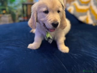 Golden Retriever dogs Beautiful Golden Retriever puppies KC - Advert 7