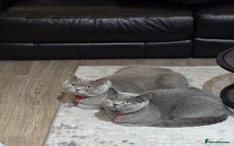 British Shorthair cats for sale: 2 male British Shorthair for Sale - Image 1