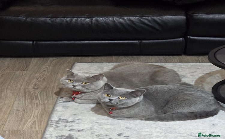 British Shorthair cats - Advert 7