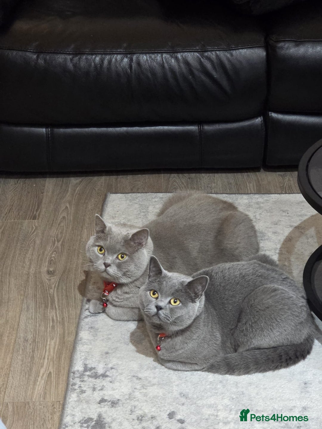 British Shorthair cats for sale: 2 male British Shorthair for Sale - Image 1