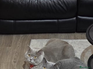 British Shorthair cats 2 male British Shorthair for Sale - Advert 11