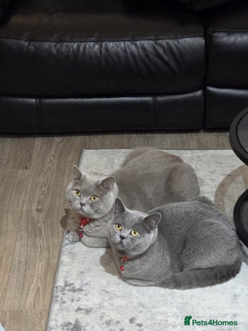 British Shorthair cats - Advert 13