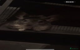 Chinchilla rodents for sale: 2 x male chinchillas and cage for sale  - Image 4