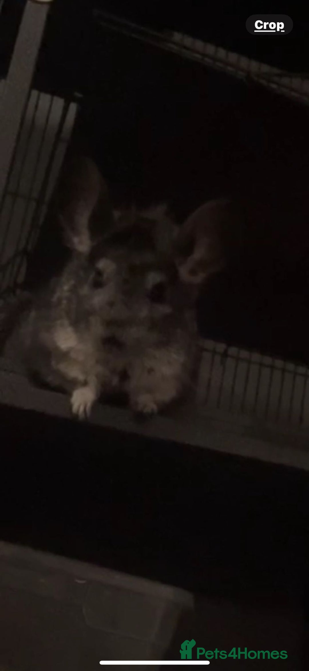 Chinchilla rodents for sale: 2 x male chinchillas and cage for sale  - Image 4