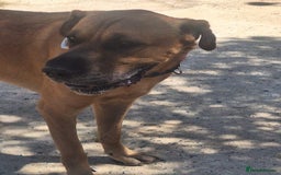 Mixed Breed dogs for adoption: Urgent 🚨 Home for Kobi  in Hengoed - Image 14