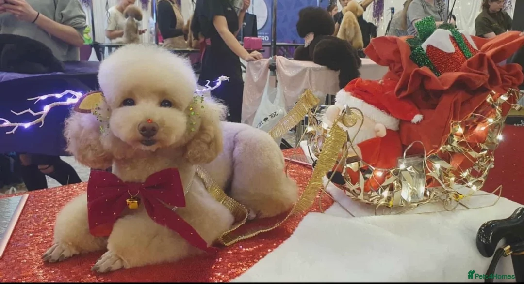 Toy Poodle dogs for stud: Toy Poodle Stud - Advert 4