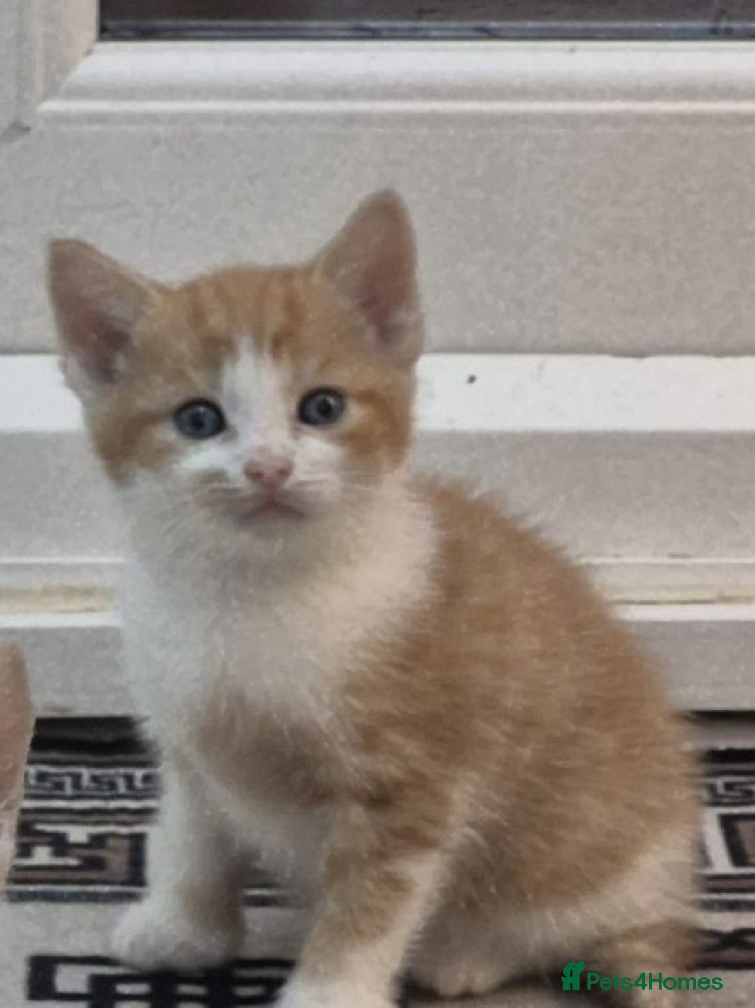 Mixed Breed cats for sale: 6 beautiful kittens (3 male, 3 females) for sale - Image 25