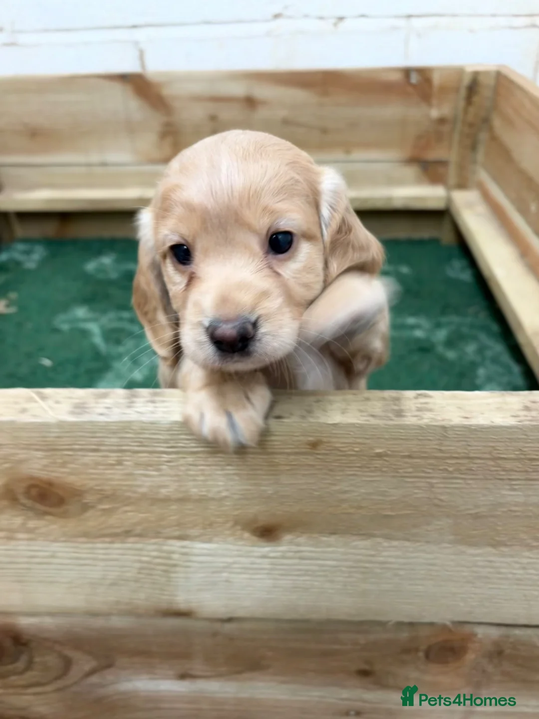 Cocker Spaniel dogs for sale: Red KC Reg Working Cocker Pups - Advert 2