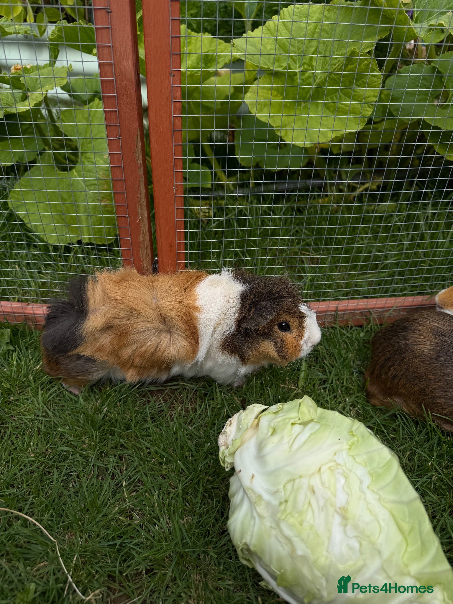 Guinea Pig rodents Brothers bonded - Advert 11
