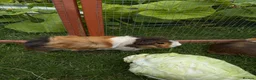 Guinea Pig rodents for sale: Brothers bonded in Carterton - Advert 1
