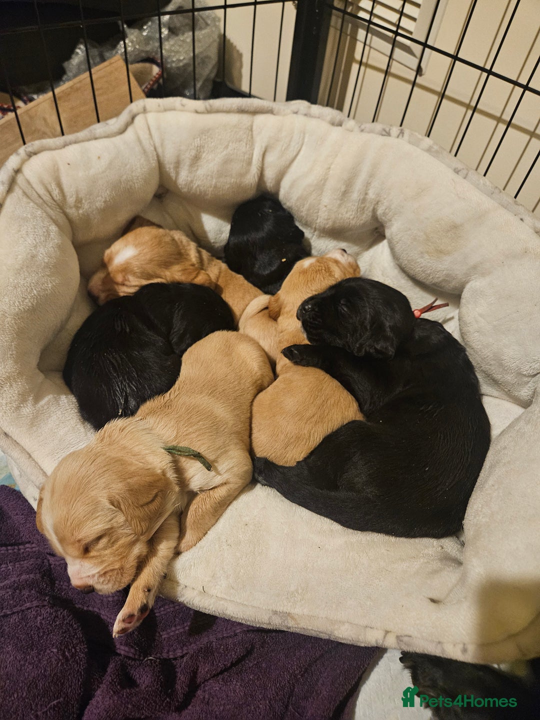 Cockerdor dogs for sale: Beautiful cockador pups - Advert 2