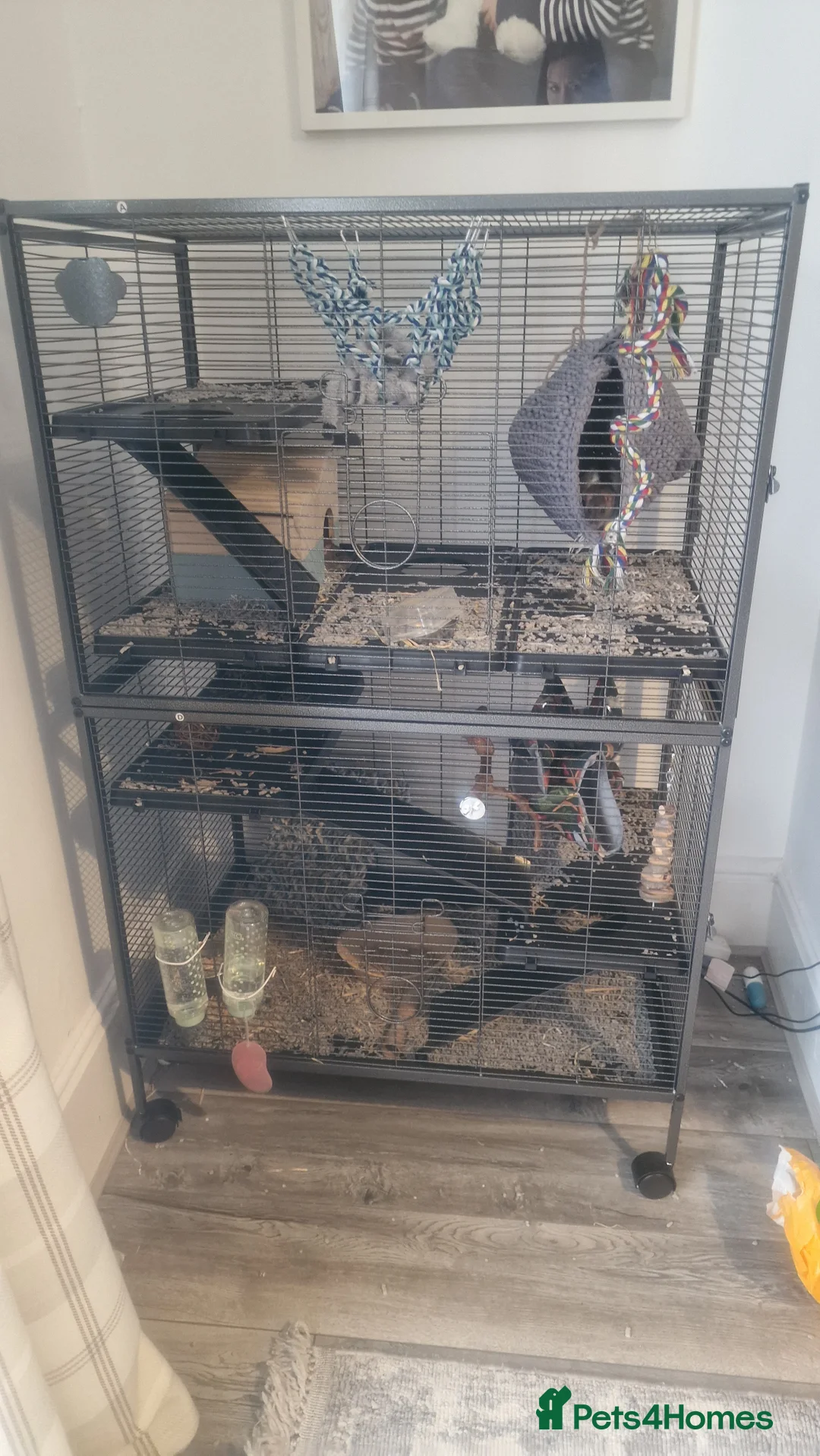 Rat rodents for sale: Two male rats cage and accessories  in Bury - Advert 2