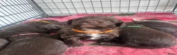 Sproodle dogs for sale: Gorgeous chocolate sproodle f1b puppies in Hull - Advert 13