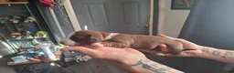 Dachshund dogs for sale: Dachshund  - Advert 7