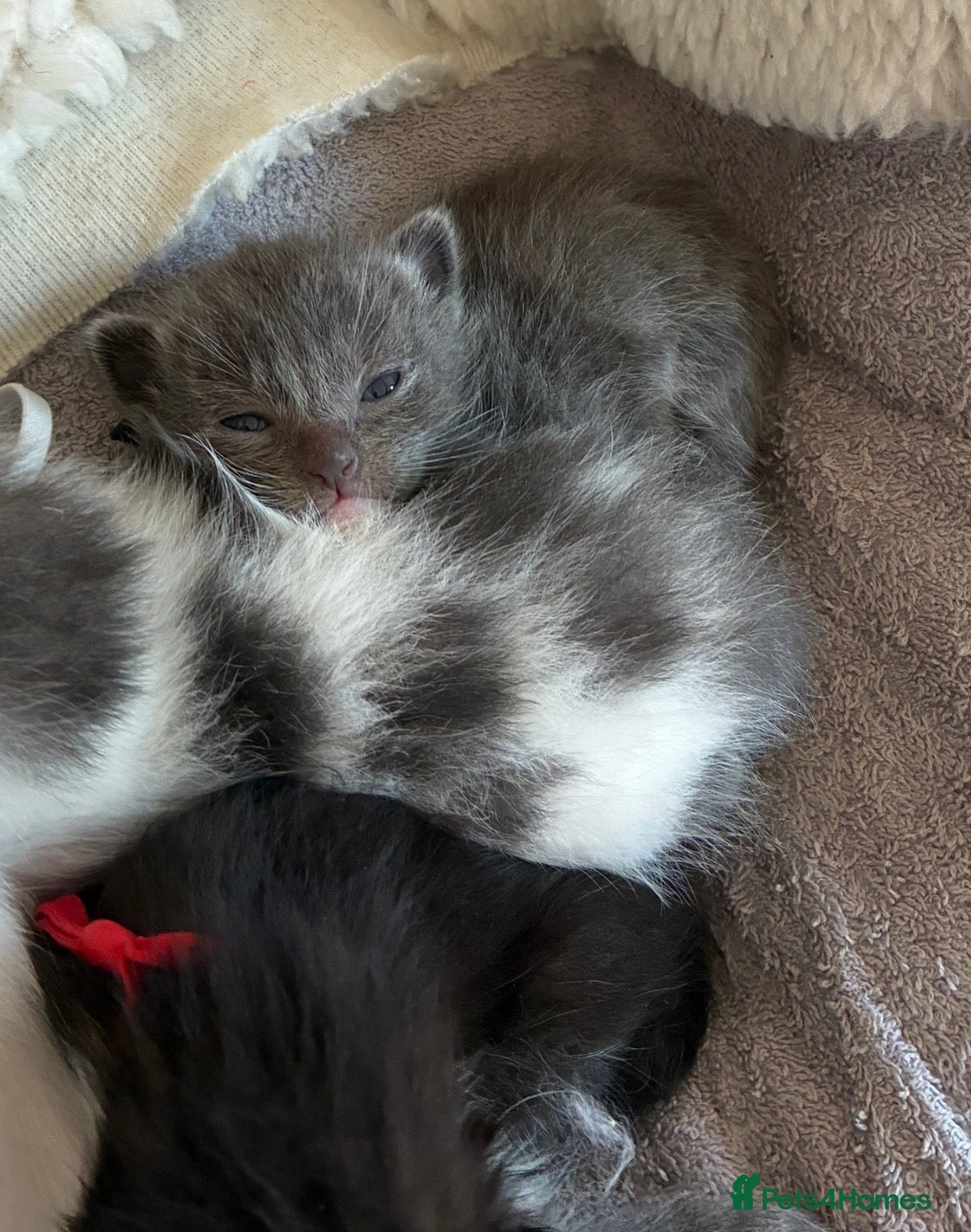Mixed Breed cats for sale: All kittens now reserved  - Advert 2