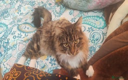 Mixed Breed cats for sale: Maine coon+BLR Cat - Image 6