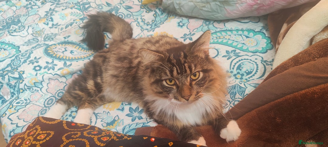 Mixed Breed cats for sale: Maine coon+BLR Cat - Image 6