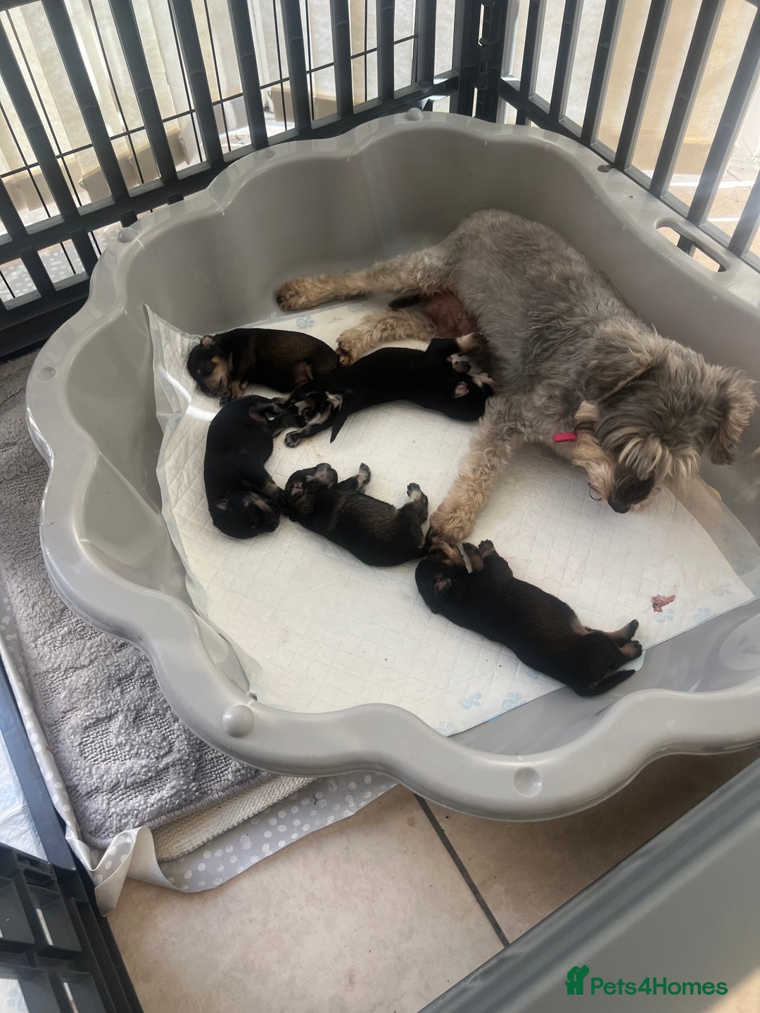 Miniature Schnauzer dogs for sale: 🐾🐶Schnauzer/Schnoodles🐶🐾 - Image 20
