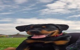 Rottweiler dogs for sale: Bobby the Rottie  - Image 7