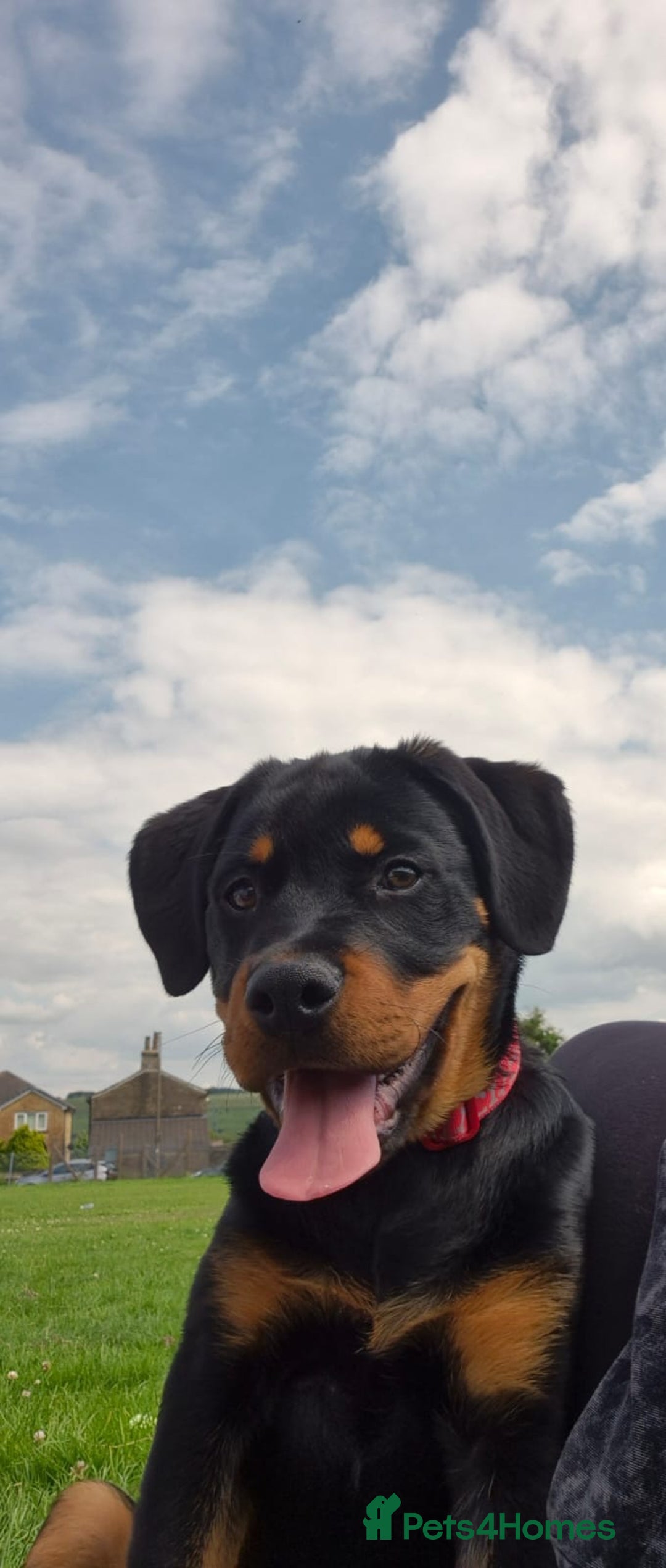 Rottweiler dogs for sale: Bobby the Rottie  - Image 7