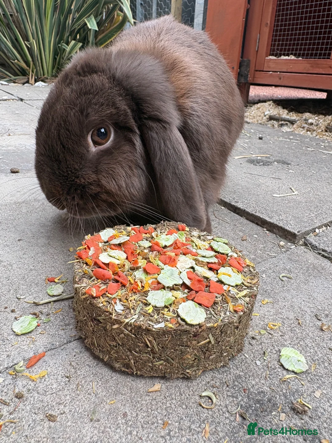 Mini Lop rabbits for sale: mini lops - Advert 2