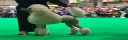 Standard Poodle dogs for stud: White Standard Poodle For Stud - Advert 3