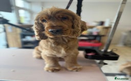 Cocker Spaniel dogs for stud: Gorgeous, KC reg Gold Sable Stud - Image 3
