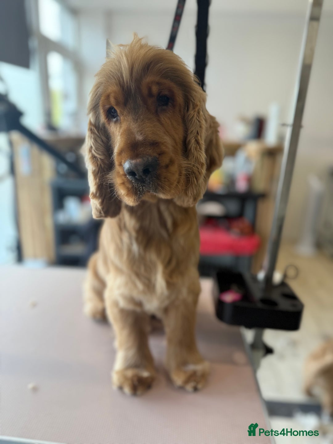 Cocker Spaniel dogs for stud: Gorgeous, KC reg Gold Sable Stud - Image 3